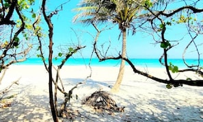 Une scène de plage avec un ciel dégagé, un palmier et un petit tas de branches sur le sable.