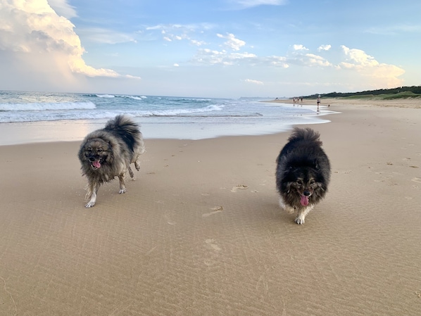 Two dogs on a sandy beach with the ocean in the background.