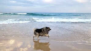 A dog on a beach with waves in the background. - Pet Friendly, 2 Bedroom, Sleeps 4, 250m to Beach, Close to Cafes, Sunshine Coast (Marcoola)