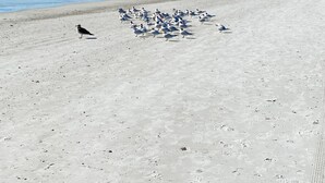 A sandy beach with a flock of birds and a clear blue sky.