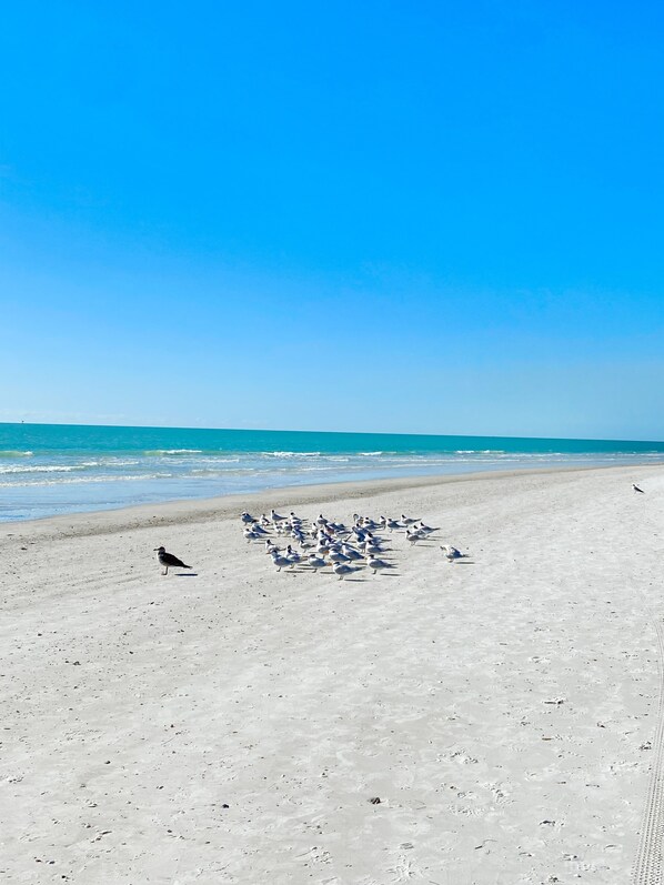 Una playa arenosa con una bandada de pájaros y un cielo azul despejado.