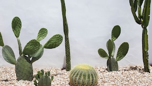 A cactus garden with various types of cacti, including tall and round ones, set against a plain wall.