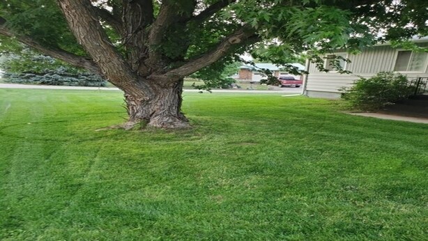 A well-maintained lawn with a large tree in the center. - Tent Camping for Sturgis Rally 1 (Sturgis)