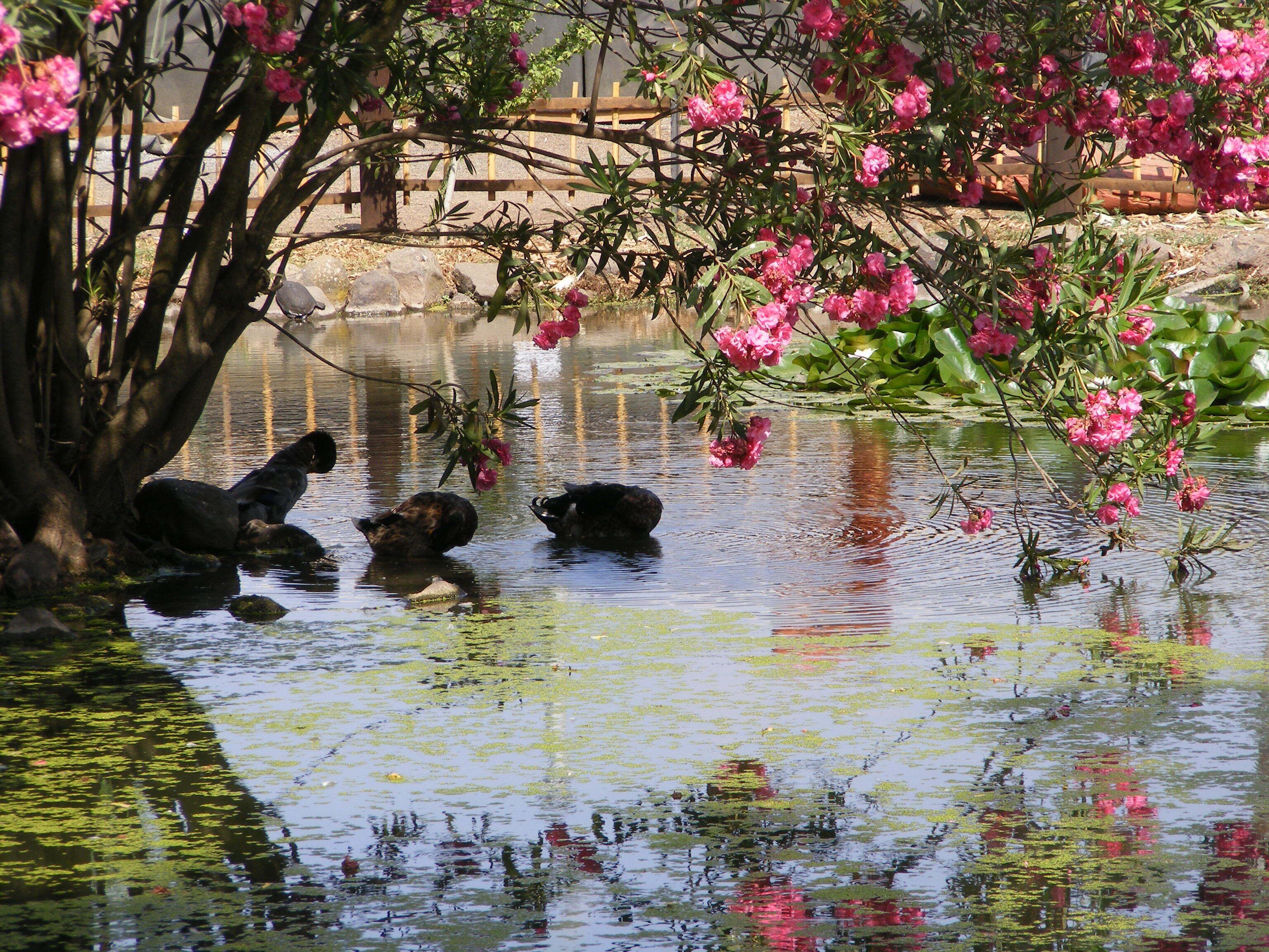 Ein Teich mit Enten, umgeben von Bäumen und einem Holzzaun.