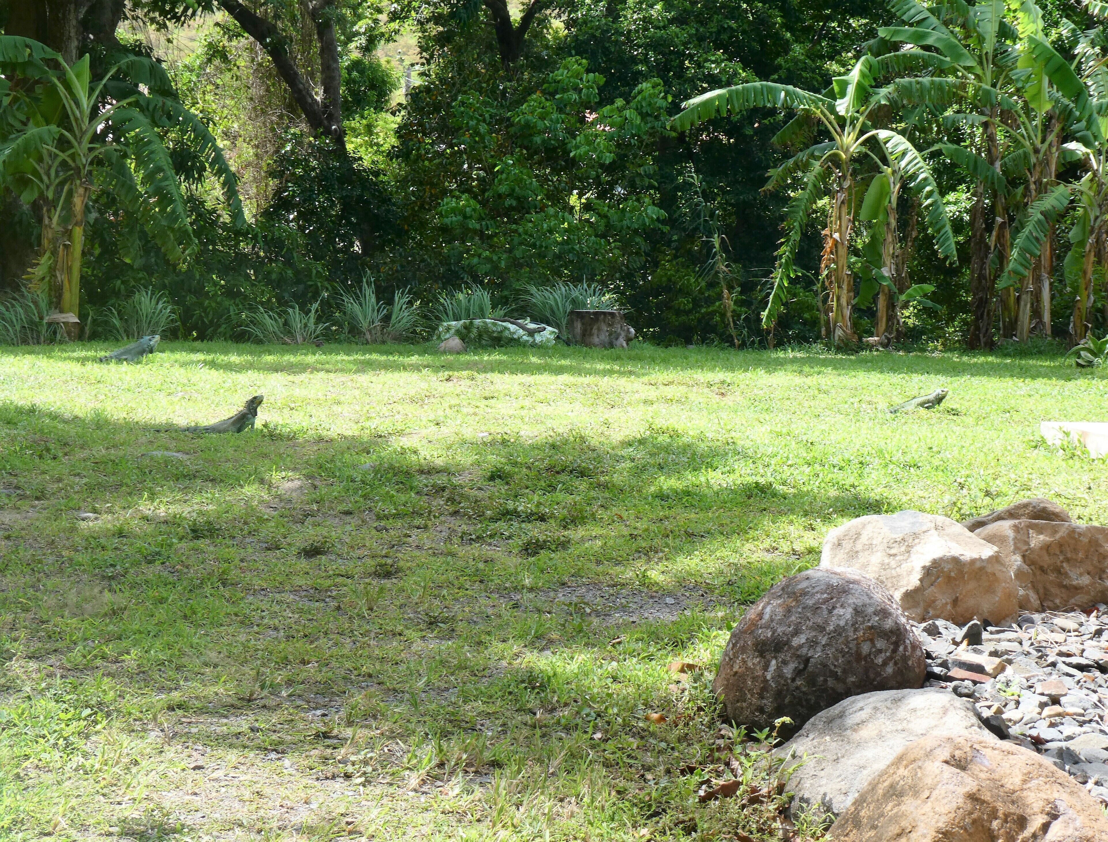 A grassy area with rocks and trees, including banana trees.