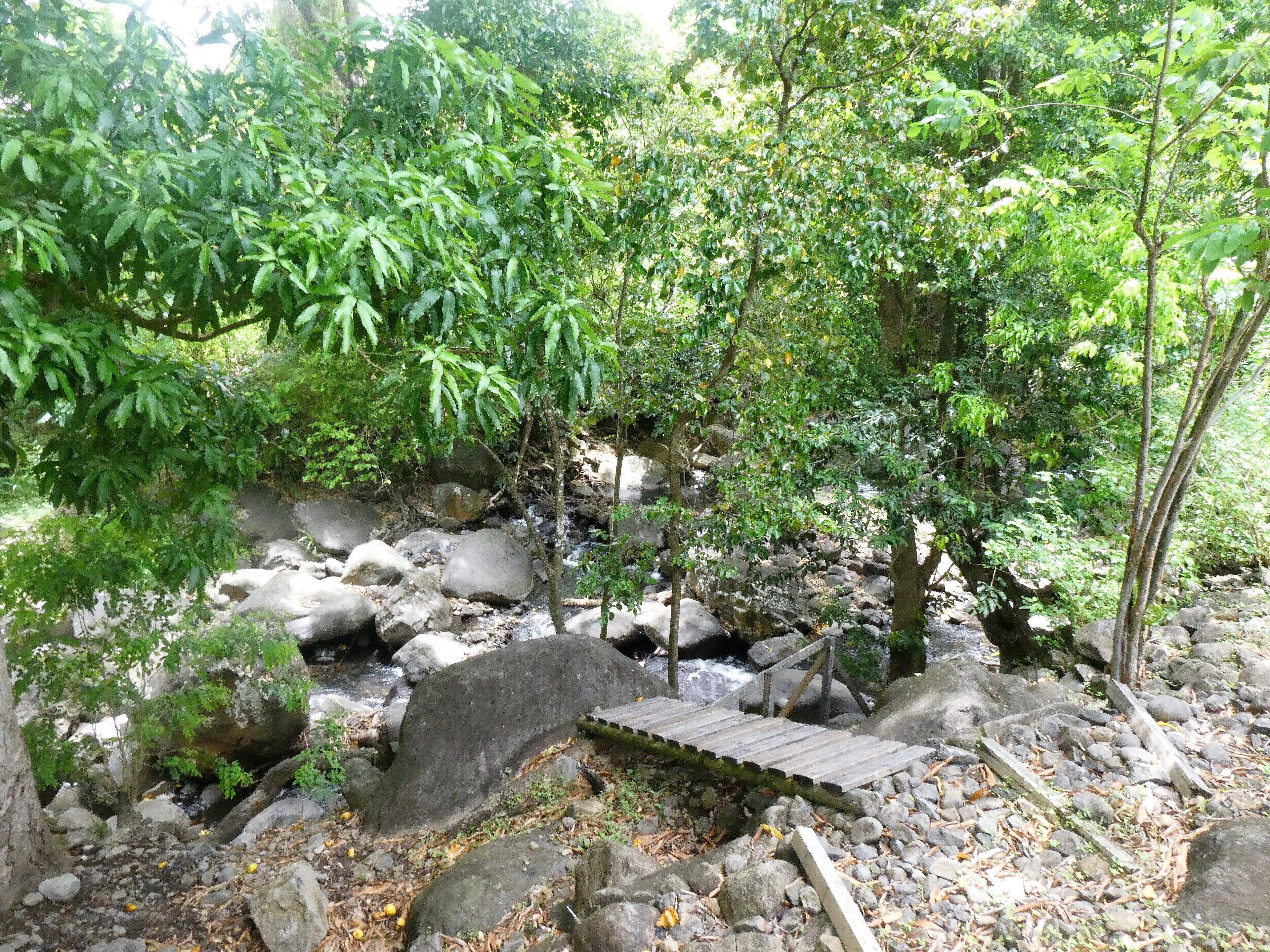 A wooden bridge over a rocky stream in a forested area with dense green foliage.