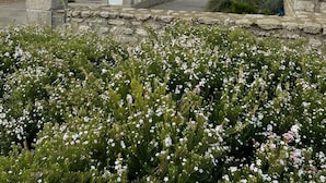 Un bâtiment à la façade en pierre, avec une porte et un petit jardin agrémenté de fleurs blanches devant.