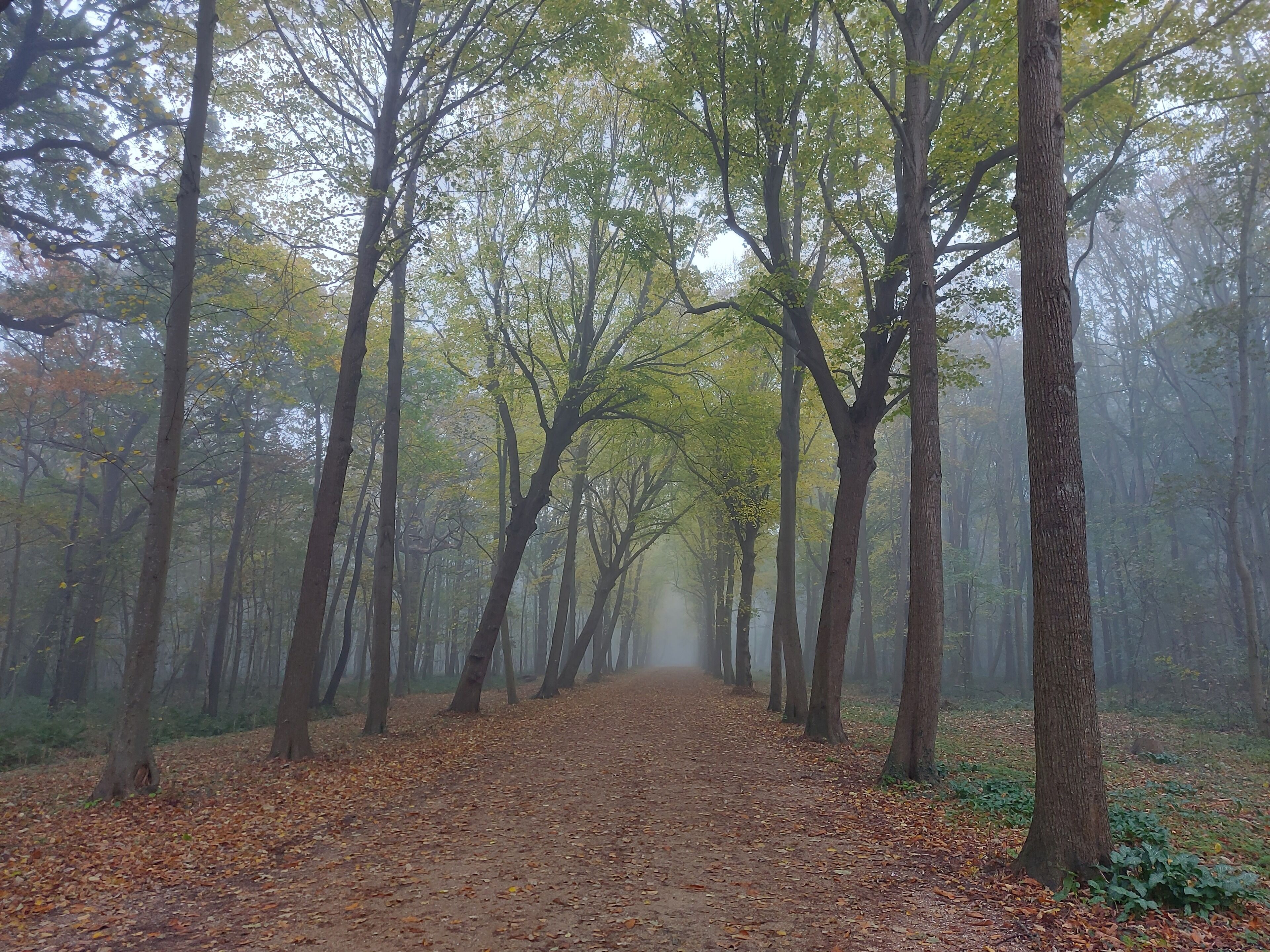 A forest path with trees on either side.