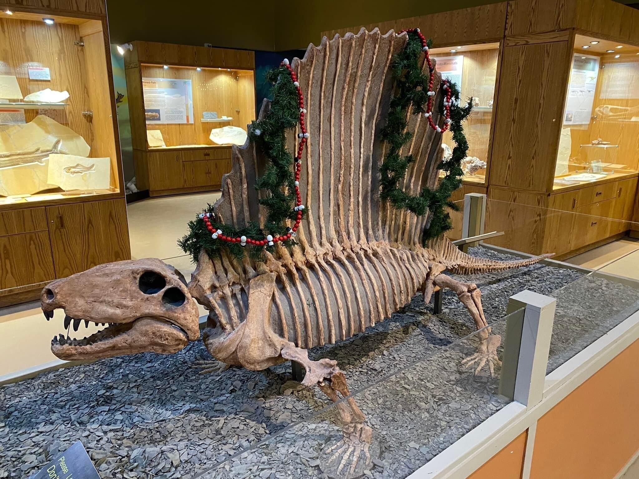Een dinosaurus skelet tentoostelling in een museum, met houten vitrines en informatieborden.