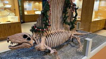 Een dinosaurus skelet tentoostelling in een museum, met houten vitrines en informatieborden.