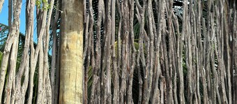 Le Petit Suítes Praia de Lages