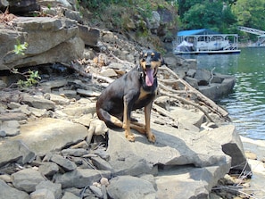Un chien est assis sur des rochers, près d’une étendue d’eau, avec une jetée et une structure couverte en arrière-plan.