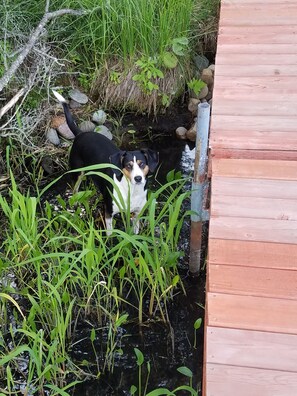 Enceinte de l’hébergement