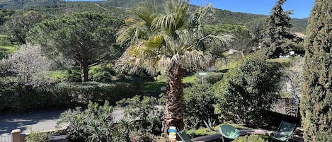 A garden with a palm tree, green lawn, and two lounge chairs.