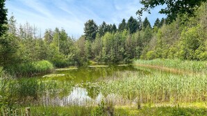 Un paysage naturel avec un étang entouré d’une forêt dense et d’herbes hautes.