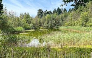 Ett naturligt landskap med en damm omgiven av tät skog och högt gräs.