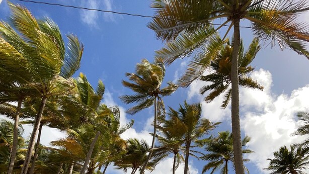 A beach with palm trees and a clear sky.