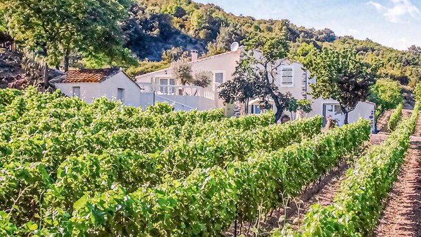 A vineyard with rows of grapevines and white buildings in the background. - Awesome home in Cabrerolles (Cabrerolles)