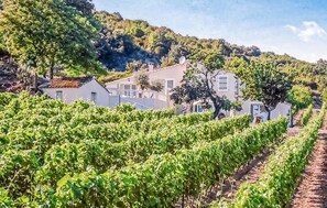 Property grounds - Cozy home in Cabrerolles (Cabrerolles)