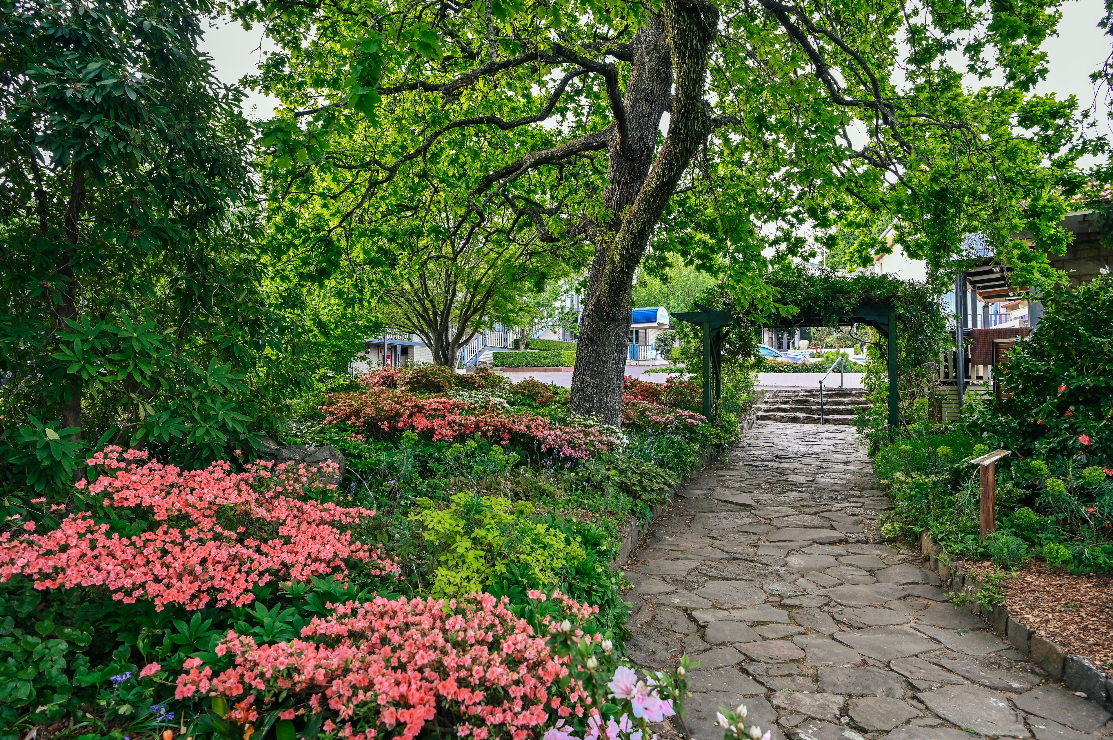 A stone pathway leading through a garden with various plants and trees.