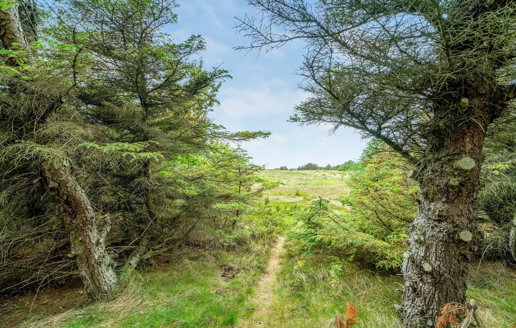 A forested area with a dirt path leading through it.