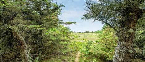 A forested area with a dirt path leading through it.