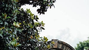 Un arco de piedra que da paso a un sendero bordeado de abundante follaje verde.