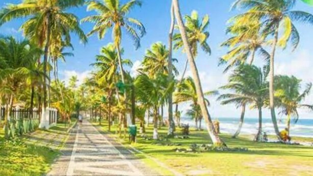 A paved pathway lined with palm trees leading to a beach.