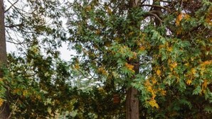 Un sendero de madera que atraviesa un jardín con árboles y una planta en maceta.