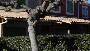 Eksteriør