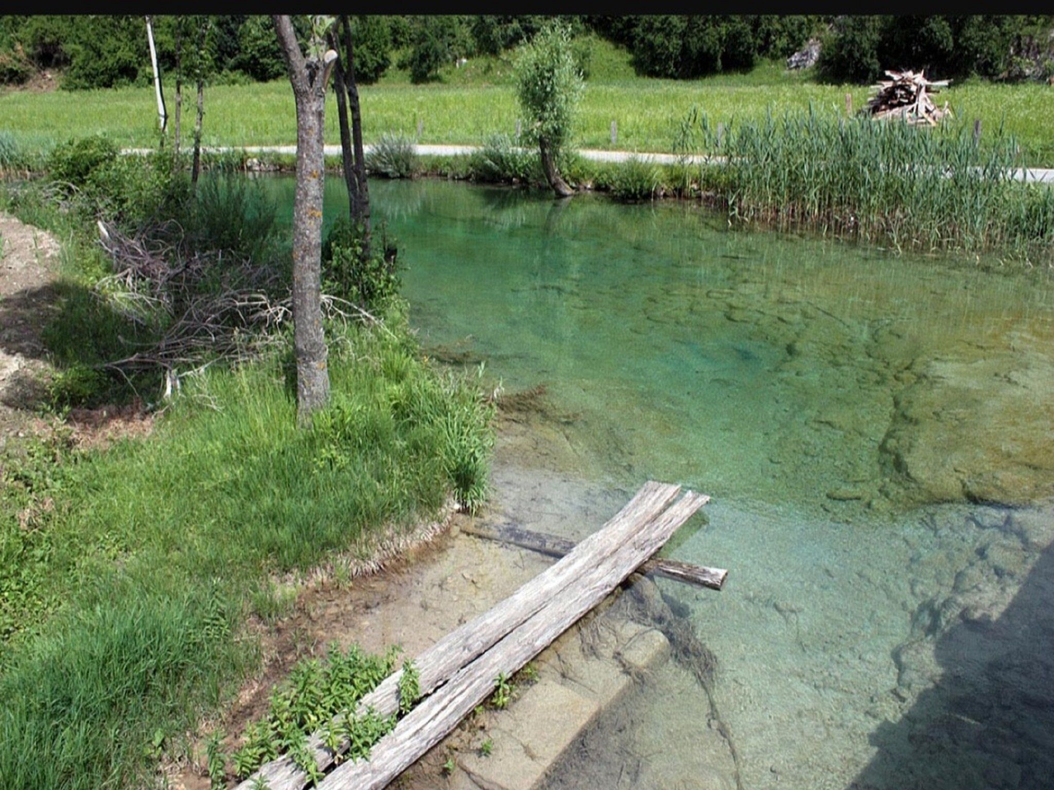 A clear pond with a wooden path leading to it, surrounded by grass and trees.