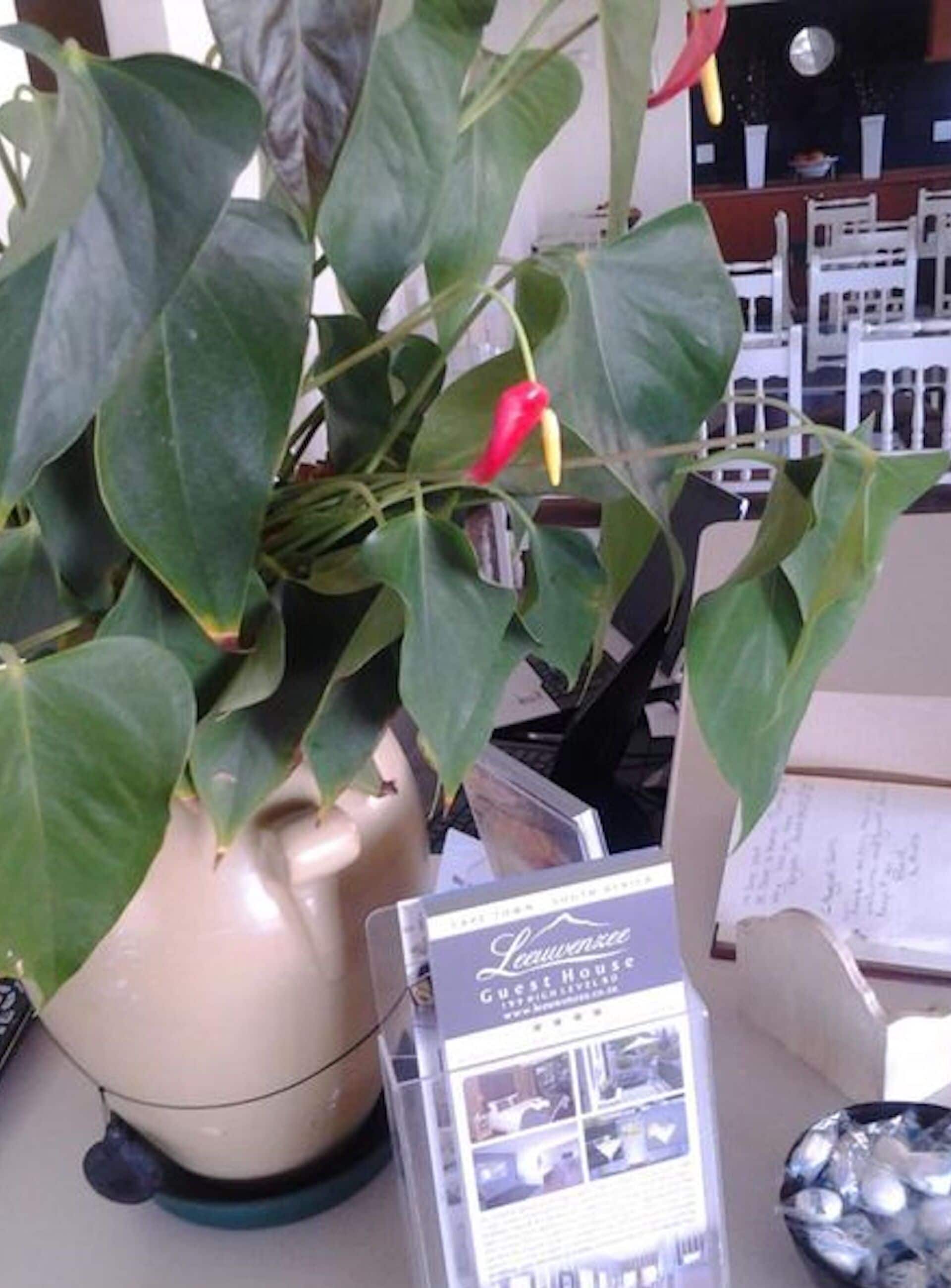 Photo - Leeuwenzee Guesthouse