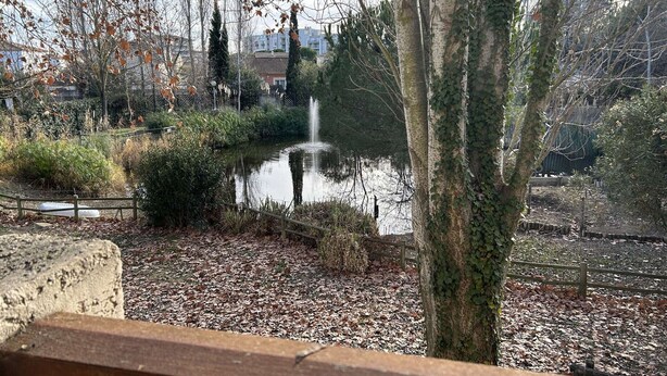 Ein friedlicher Park mit Teich, Holzzaun und Bäumen.