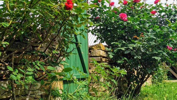 Un jardin avec des roses rouges, un mur de pierre et une porte verte.