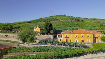 Viñedo