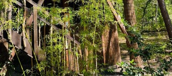 45' South of Bordeaux, treehouse and jacuzzi : Réminiscence - Les Landines