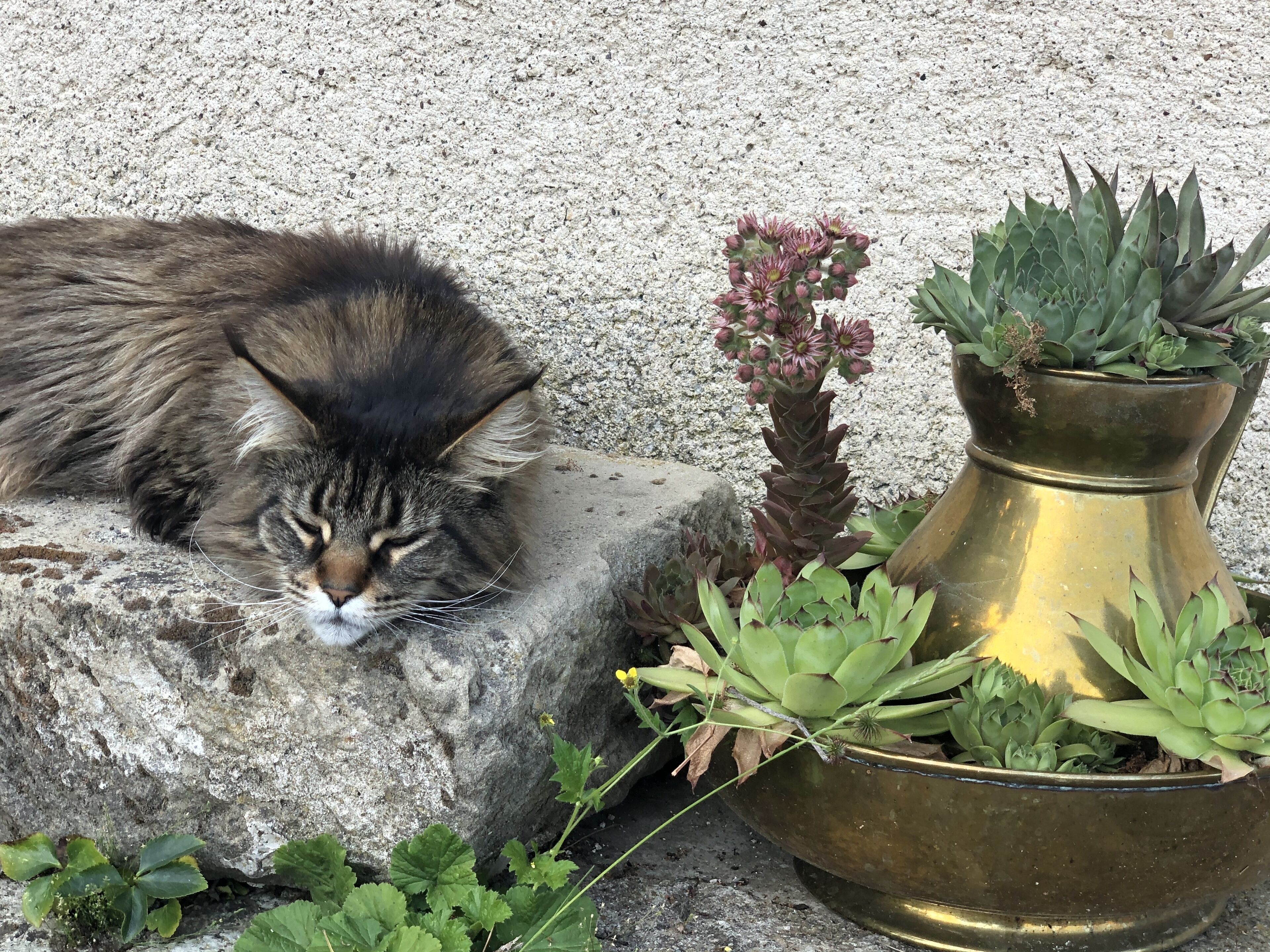 A cat resting on a stone surface next to a brass planter with various succulents.