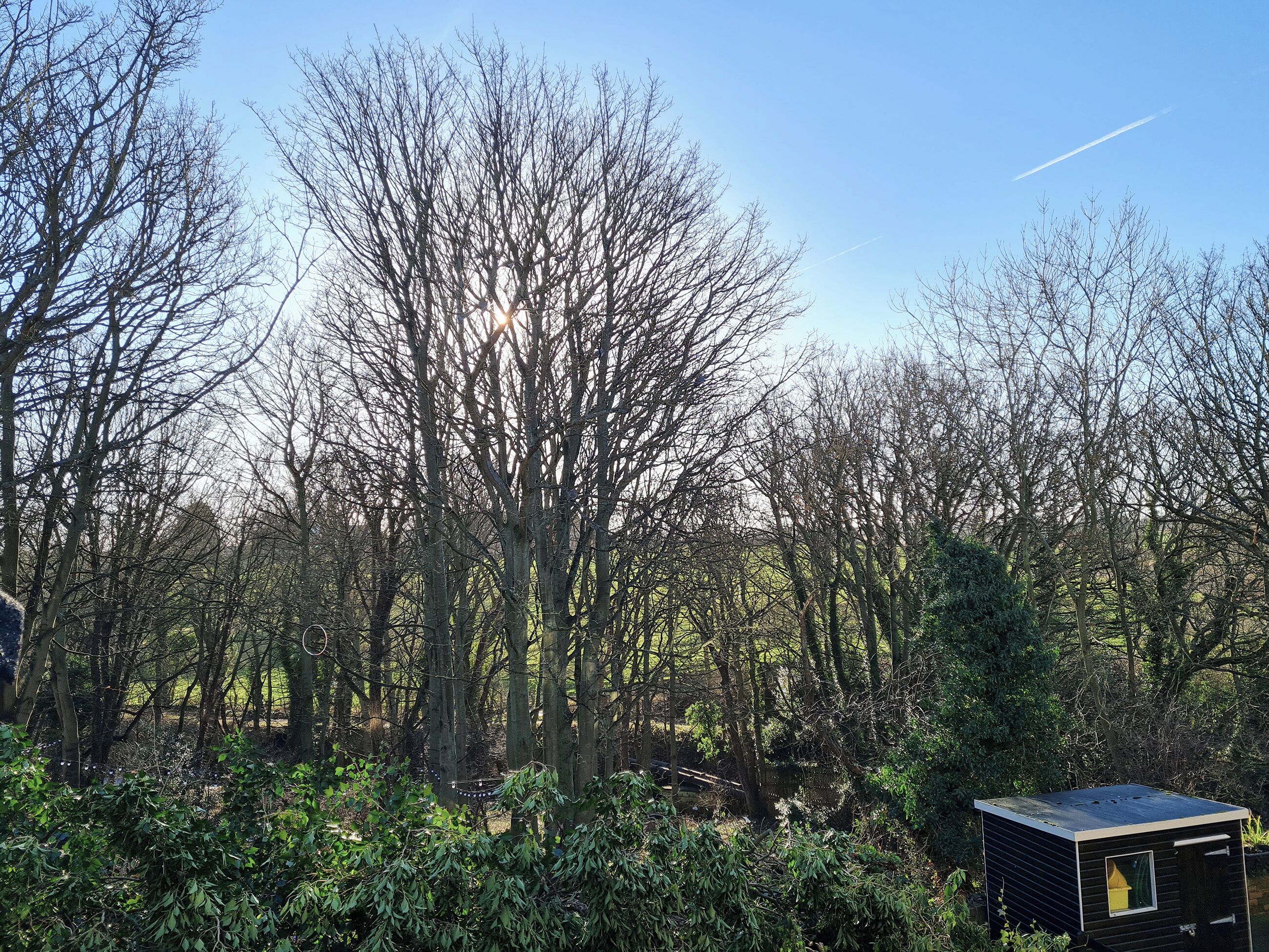 A forested area with a small building in the foreground.