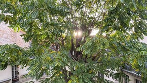 A courtyard with a large tree surrounded by buildings.