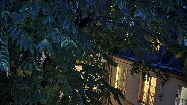 A multi-story building with balconies and windows, surrounded by dense foliage.