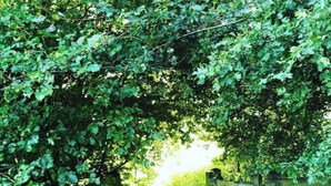Un sentier étroit, recouvert de feuilles, qui traverse une porte en bois et mène à une zone boisée.