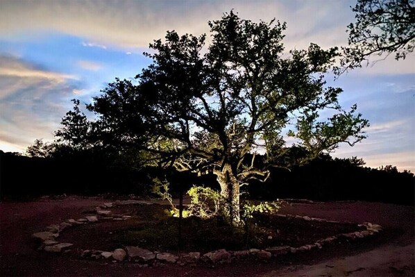 A tree in a landscaped area with a stone border.