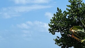 Una playa con cielo despejado y océano. Hay un árbol a la derecha.