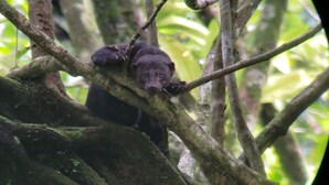 A black bear climbing a tree branch in a forested area. - Pure Nature, 3 kilometers away from Corcovado Park, La Leona Station (Playa Carate, Puntarenas)