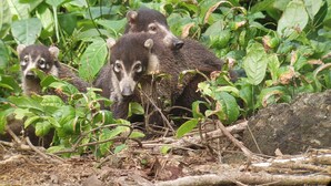 A group of animals in a natural setting with dense foliage and branches. - Pure Nature, 3 kilometers away from Corcovado Park, La Leona Station (Playa Carate, Puntarenas)