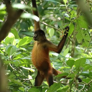 A monkey in a dense green forest.
