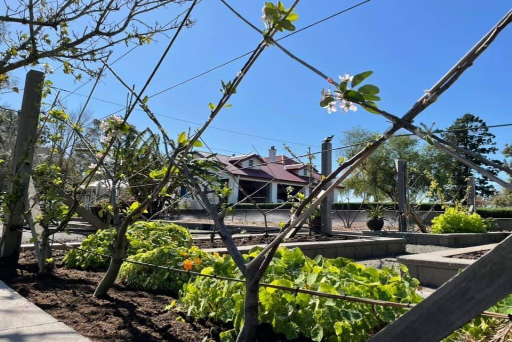 A garden with various plants and a house in the background.