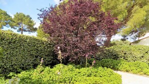 Un jardin aménagé avec une grande variété de plantes et un arbre aux feuilles violettes.