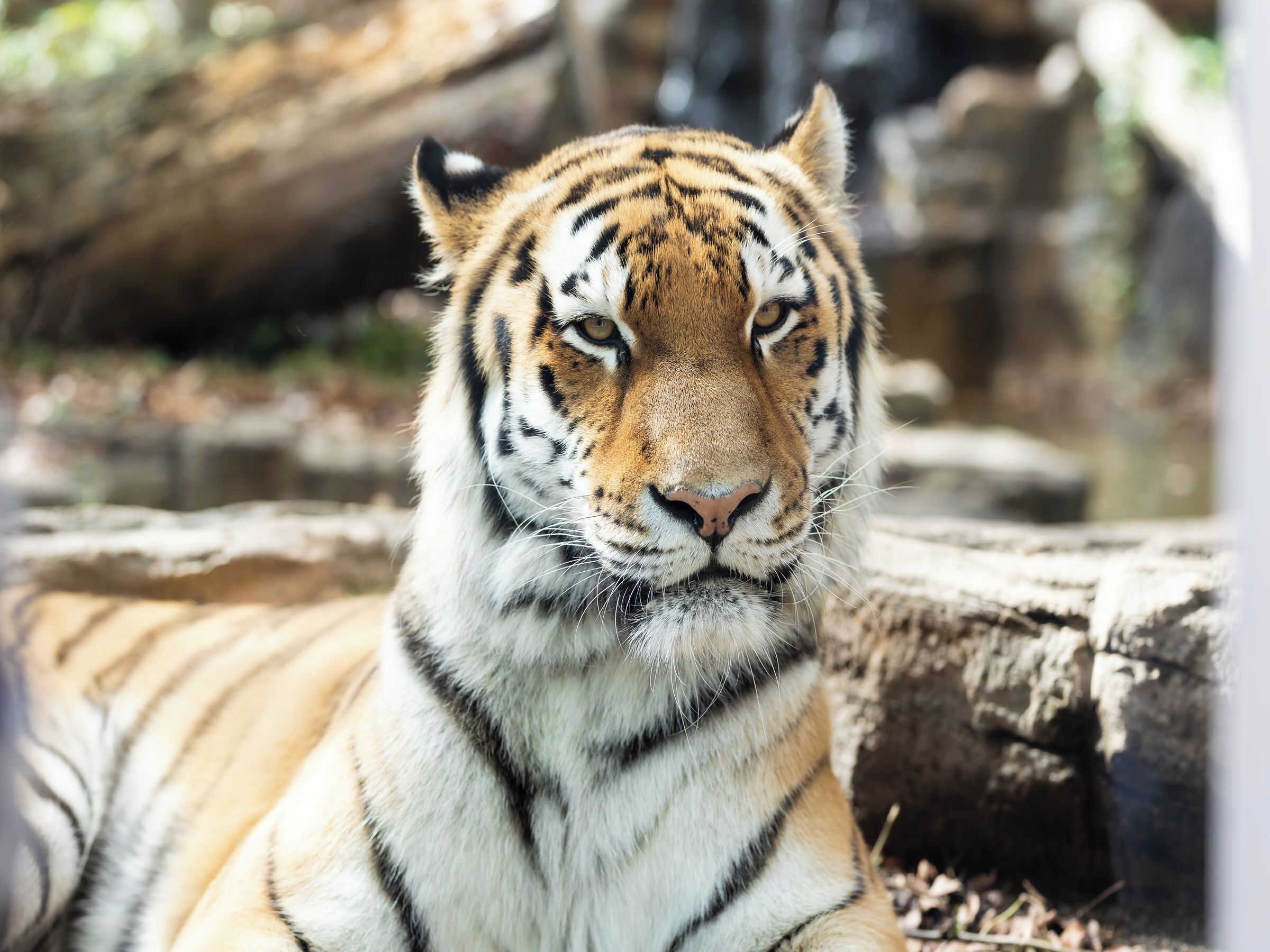 A tiger with a striped coat, lying down with a log in the background.