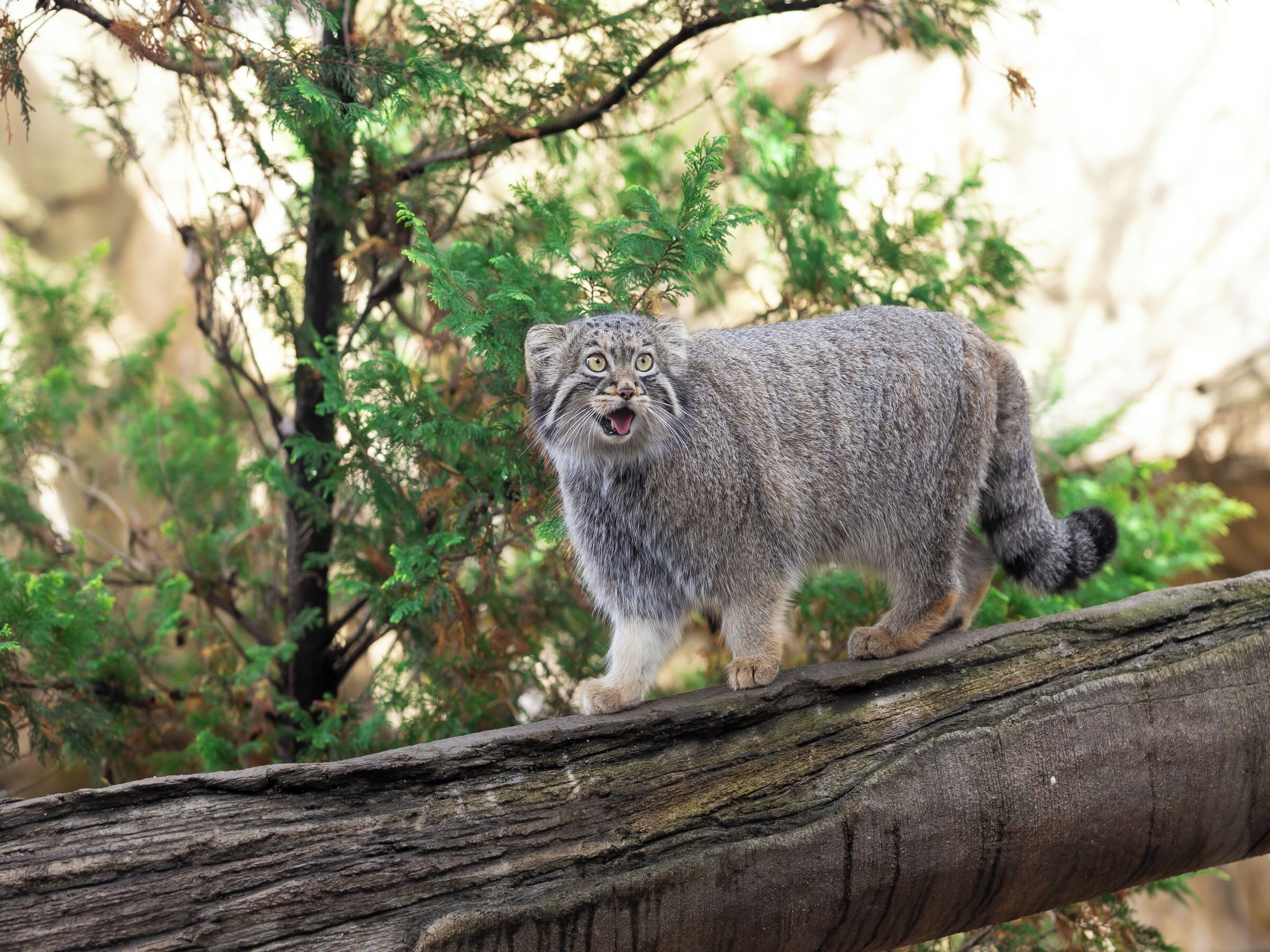 A lynx standing on a tree branch in a forested area.